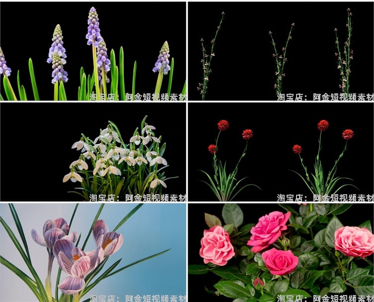花朵盛开过程万物生长春天鲜花植物延时发芽开花盛开实拍视频素材