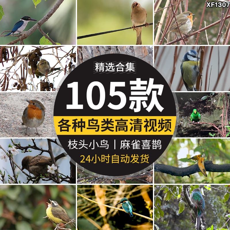 春天各种鸟类特写树枝头小鸟麻雀喜鹊杜鹃布谷鸟剪辑实拍视频素材