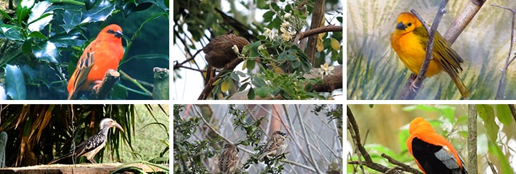 春天各种鸟类特写树枝头小鸟麻雀喜鹊杜鹃布谷鸟剪辑实拍视频素材