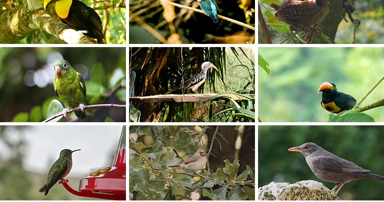 春天各种鸟类特写树枝头小鸟麻雀喜鹊杜鹃布谷鸟剪辑实拍视频素材