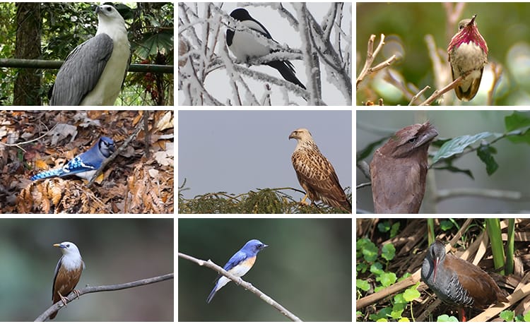 春天各种鸟类特写树枝头小鸟麻雀喜鹊杜鹃布谷鸟剪辑实拍视频素材