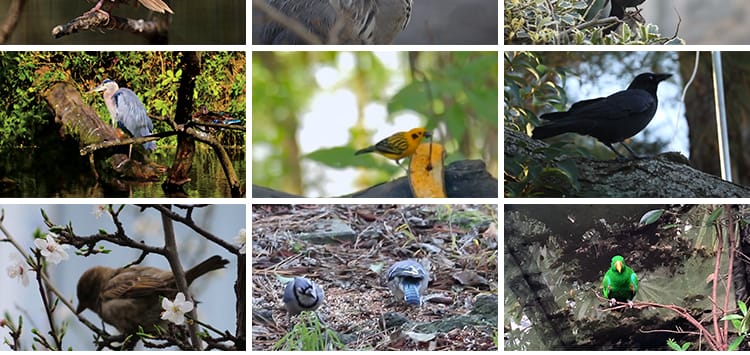 春天各种鸟类特写树枝头小鸟麻雀喜鹊杜鹃布谷鸟剪辑实拍视频素材