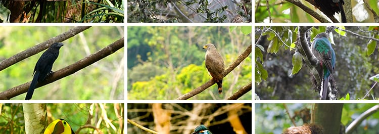春天各种鸟类特写树枝头小鸟麻雀喜鹊杜鹃布谷鸟剪辑实拍视频素材
