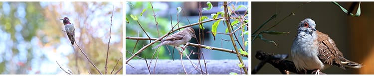 春天各种鸟类特写树枝头小鸟麻雀喜鹊杜鹃布谷鸟剪辑实拍视频素材