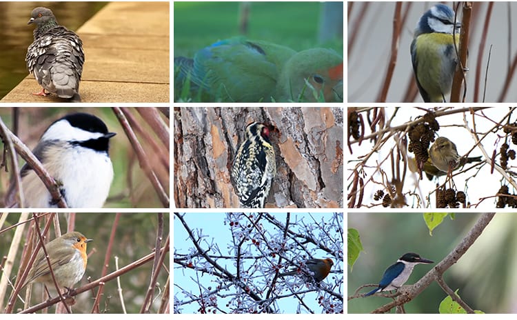 春天各种鸟类特写树枝头小鸟麻雀喜鹊杜鹃布谷鸟剪辑实拍视频素材