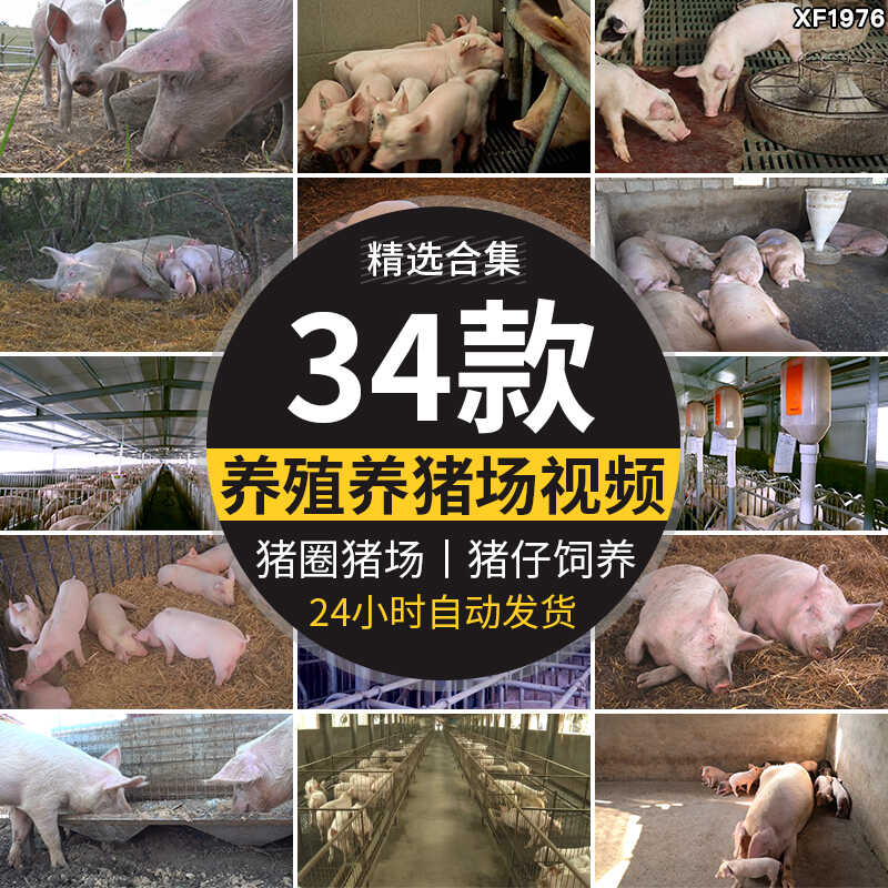 养殖场散养肉猪小猪仔猪崽生猪母猪饲养猪圈畜牧业猪场短视频素材