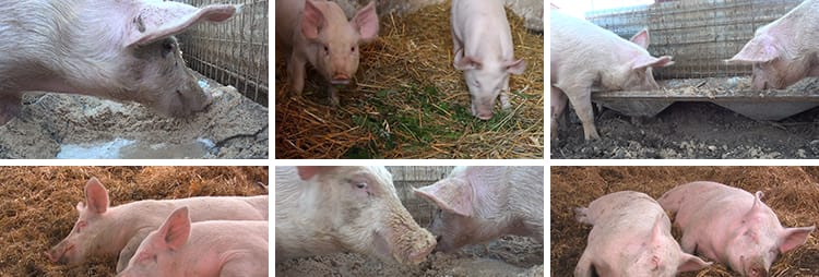 养殖场散养肉猪小猪仔猪崽生猪母猪饲养猪圈畜牧业猪场短视频素材