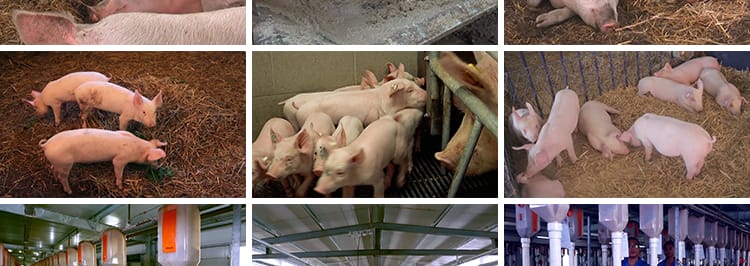 养殖场散养肉猪小猪仔猪崽生猪母猪饲养猪圈畜牧业猪场短视频素材