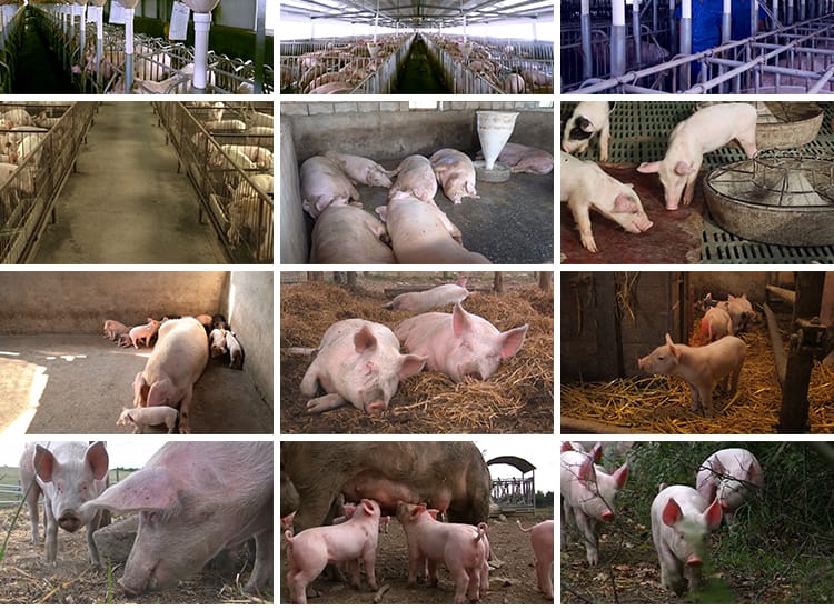 养殖场散养肉猪小猪仔猪崽生猪母猪饲养猪圈畜牧业猪场短视频素材