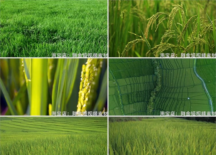 农业农田水稻秧苗稻田秋天丰收插秧稻谷稻穗视频高清实拍素材剪辑