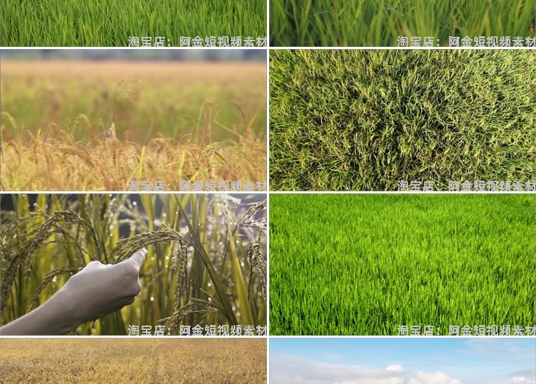 农业农田水稻秧苗稻田秋天丰收插秧稻谷稻穗视频高清实拍素材剪辑