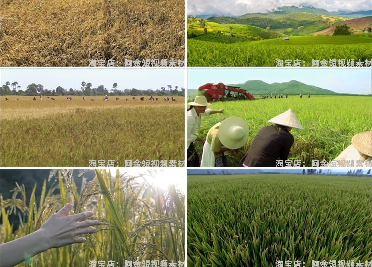 农业农田水稻秧苗稻田秋天丰收插秧稻谷稻穗视频高清实拍素材剪辑