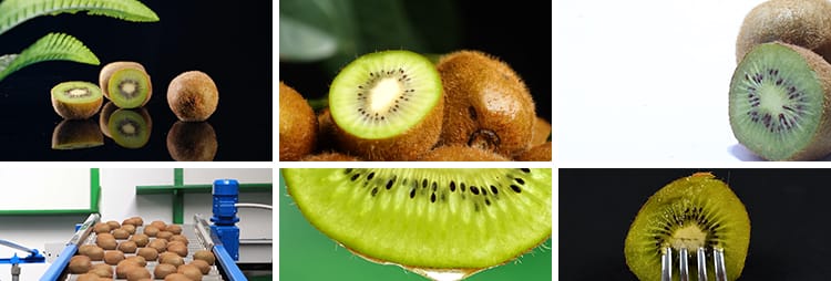 新鲜猕猴桃果园结果种植园奇异果农场切开猕猴桃宣传实拍视频素材