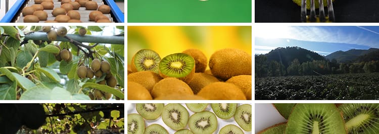 新鲜猕猴桃果园结果种植园奇异果农场切开猕猴桃宣传实拍视频素材