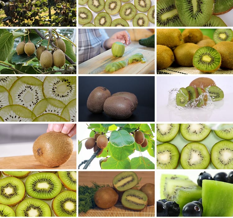 新鲜猕猴桃果园结果种植园奇异果农场切开猕猴桃宣传实拍视频素材