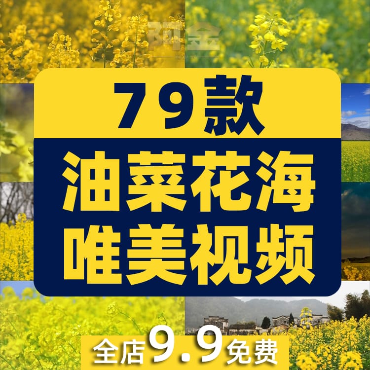 油菜花海唯美春天田园横屏风景素材高清旅游自然治愈系短视频背景