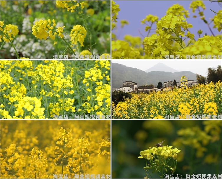 油菜花海唯美春天田园横屏风景素材高清旅游自然治愈系短视频背景