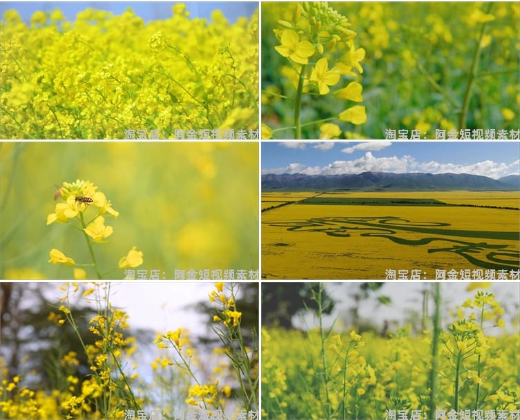 油菜花海唯美春天田园横屏风景素材高清旅游自然治愈系短视频背景