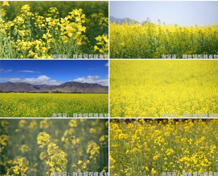 油菜花海唯美春天田园横屏风景素材高清旅游自然治愈系短视频背景