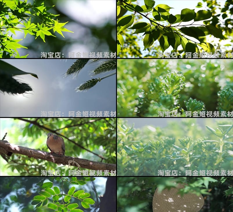 夏日透光阳光大自然空境头实拍唯美树叶背景森林绿叶剪辑视频素材