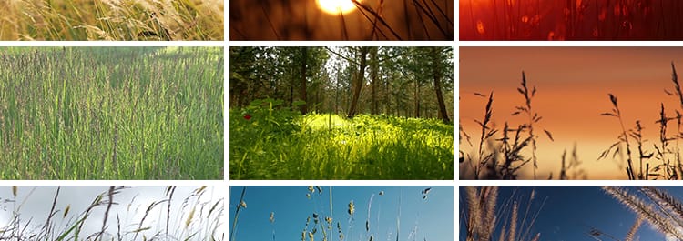 唯美自然植物风景小清新野草枯草野花夕阳日落治愈系特写视频素材