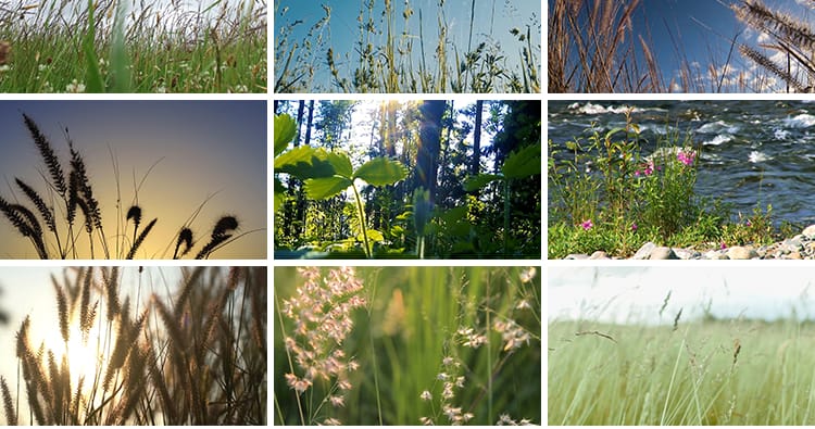 唯美自然植物风景小清新野草枯草野花夕阳日落治愈系特写视频素材