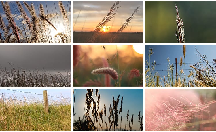 唯美自然植物风景小清新野草枯草野花夕阳日落治愈系特写视频素材