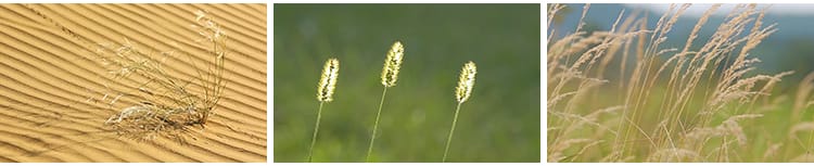 唯美自然植物风景小清新野草枯草野花夕阳日落治愈系特写视频素材
