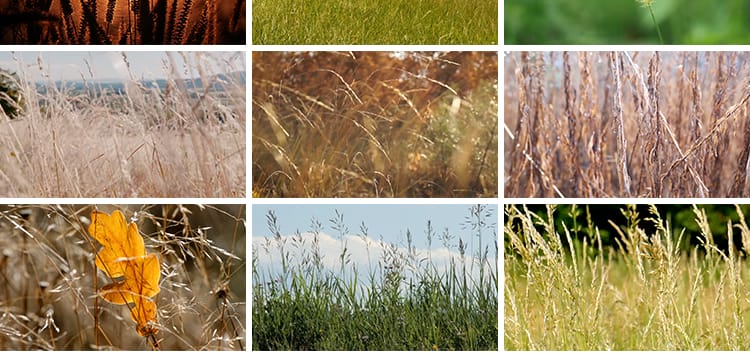 唯美自然植物风景小清新野草枯草野花夕阳日落治愈系特写视频素材