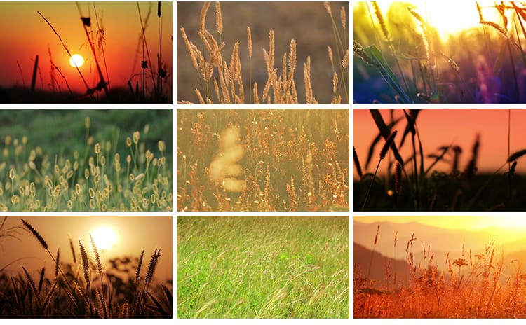 唯美自然植物风景小清新野草枯草野花夕阳日落治愈系特写视频素材
