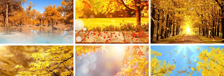 枫叶银杏树叶飘落叶红叶金秋婚礼晚会舞台led大屏幕背景视频素材