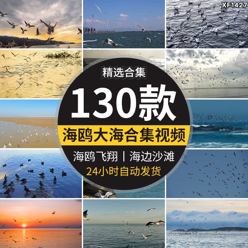 蓝天白云海鸥特写大海沙滩海边鸟类空中鸟群高清实拍剪辑视频素材