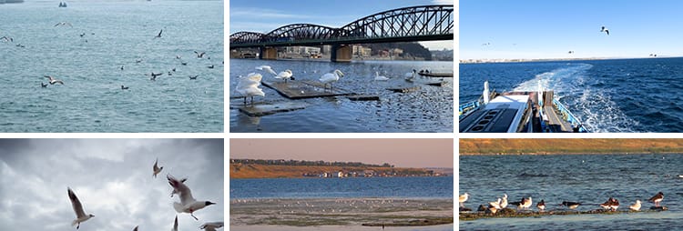 蓝天白云海鸥特写大海沙滩海边鸟类空中鸟群高清实拍剪辑视频素材