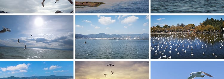 蓝天白云海鸥特写大海沙滩海边鸟类空中鸟群高清实拍剪辑视频素材