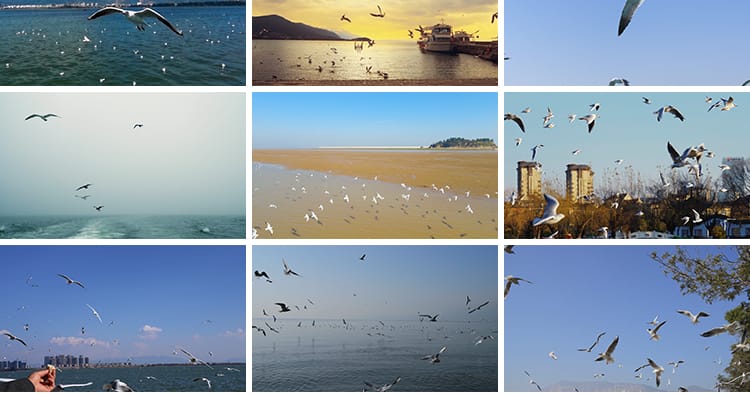 蓝天白云海鸥特写大海沙滩海边鸟类空中鸟群高清实拍剪辑视频素材