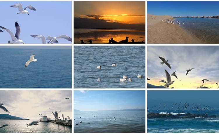 蓝天白云海鸥特写大海沙滩海边鸟类空中鸟群高清实拍剪辑视频素材