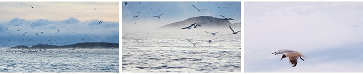 蓝天白云海鸥特写大海沙滩海边鸟类空中鸟群高清实拍剪辑视频素材