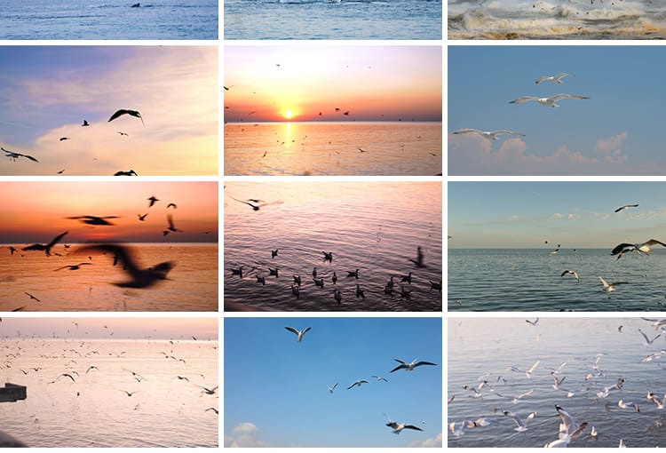 蓝天白云海鸥特写大海沙滩海边鸟类空中鸟群高清实拍剪辑视频素材