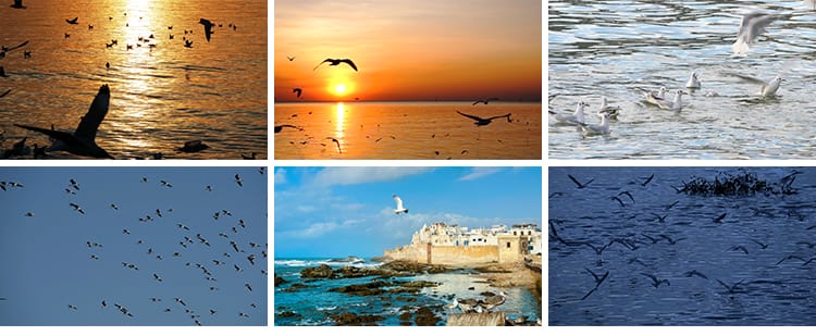 蓝天白云海鸥特写大海沙滩海边鸟类空中鸟群高清实拍剪辑视频素材