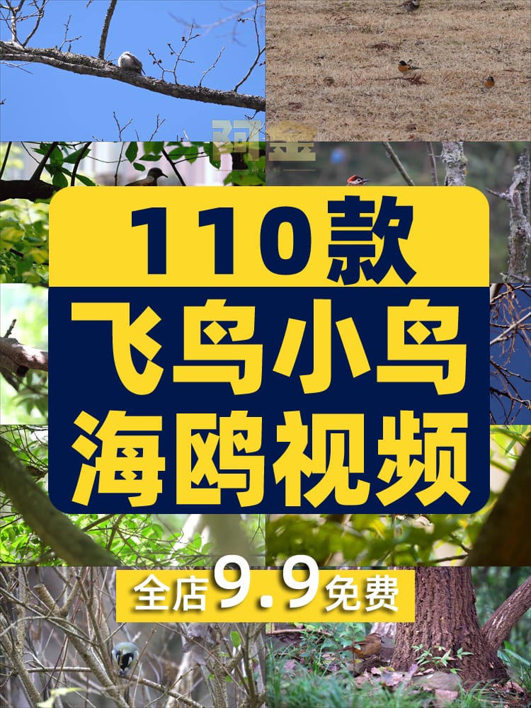 飞鸟岸边的海鸥飞翔树枝上的小鸟动物麻雀鸟空镜头剪辑短视频素材