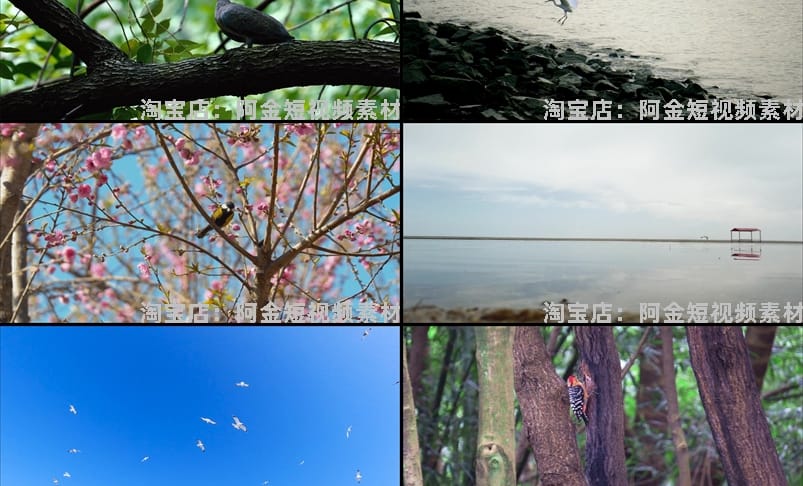 飞鸟岸边的海鸥飞翔树枝上的小鸟动物麻雀鸟空镜头剪辑短视频素材