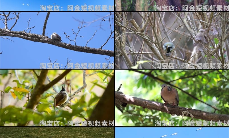 飞鸟岸边的海鸥飞翔树枝上的小鸟动物麻雀鸟空镜头剪辑短视频素材