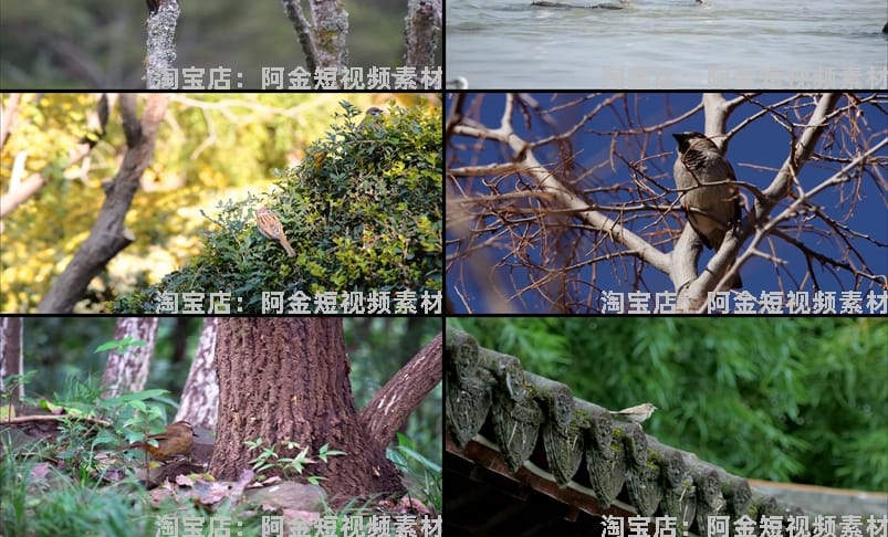 飞鸟岸边的海鸥飞翔树枝上的小鸟动物麻雀鸟空镜头剪辑短视频素材