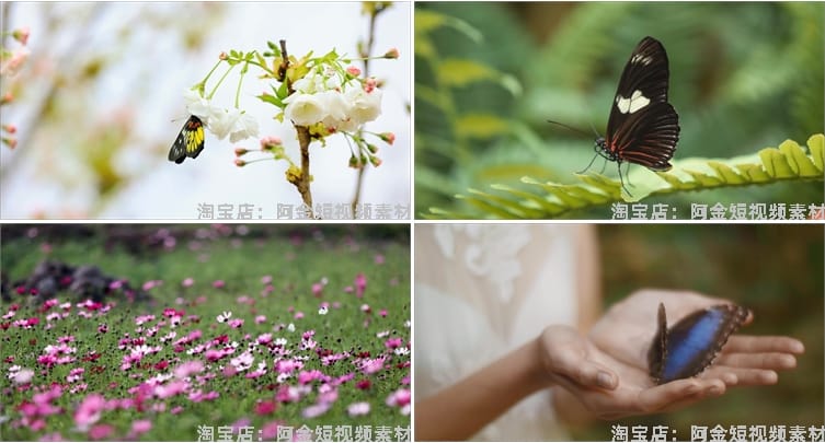 蝴蝶飞舞合集春天花朵自然风景抖音短视频自媒体高清实拍素材剪辑