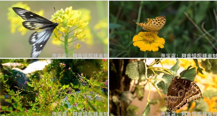 蝴蝶飞舞合集春天花朵自然风景抖音短视频自媒体高清实拍素材剪辑