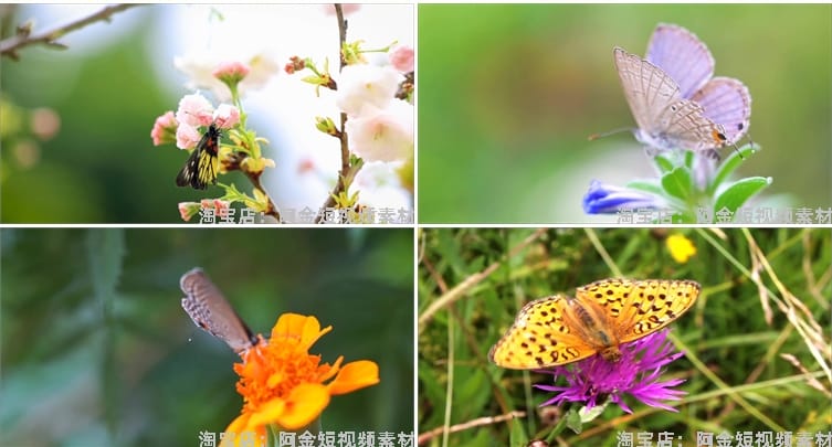 蝴蝶飞舞合集春天花朵自然风景抖音短视频自媒体高清实拍素材剪辑