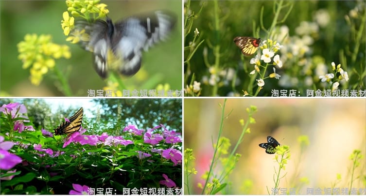 蝴蝶飞舞合集春天花朵自然风景抖音短视频自媒体高清实拍素材剪辑