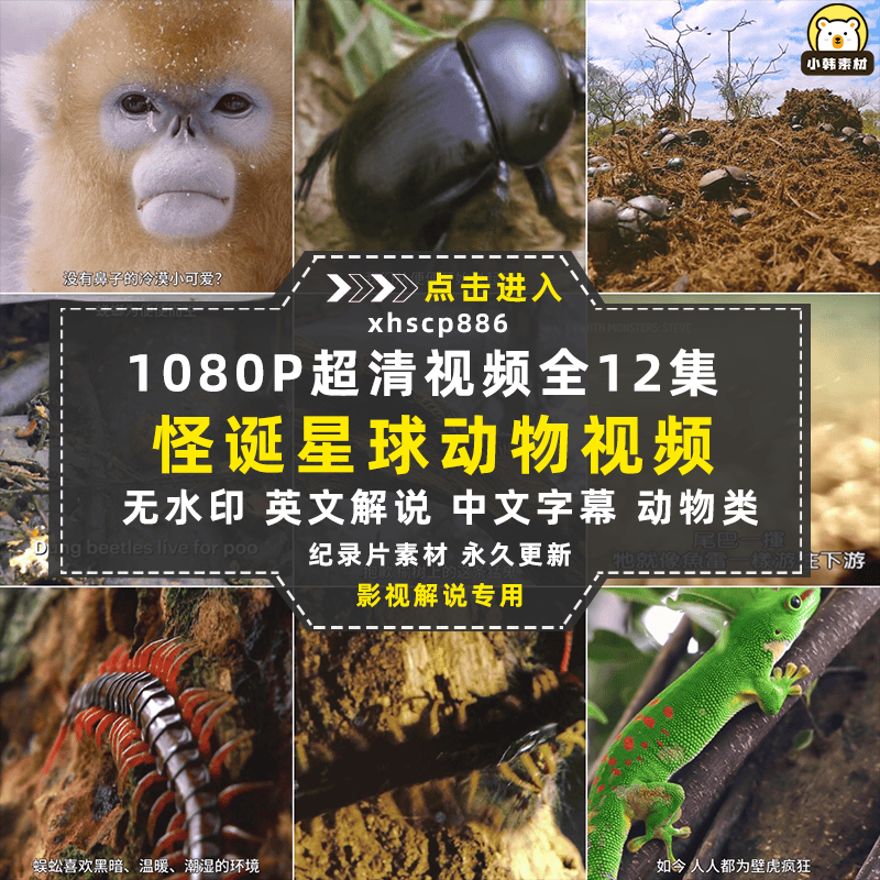 野生动物纪录片怪诞星球全12集中视频自媒体解说高清剪辑视频素材