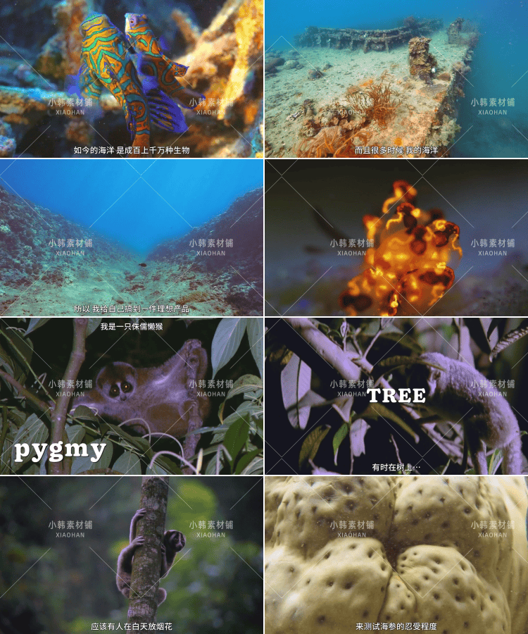 野生动物纪录片怪诞星球全12集中视频自媒体解说高清剪辑视频素材