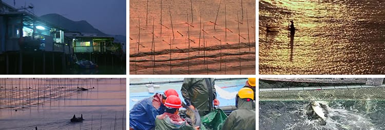 水产螃蟹大闸蟹养殖鱼塘网捕捞抓鱼草鱼养鱼河塘龙虾海鲜视频素材